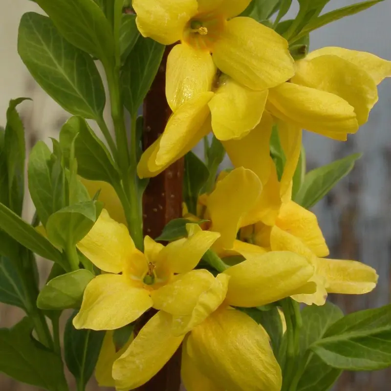 Forsythia Lynwood, Mimosa de Paris à fleurs Jaune