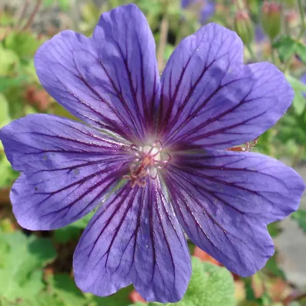 Géranium vivace ibericum Godet de 8/9 cm