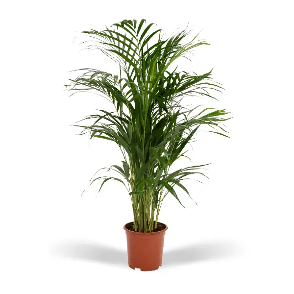Palmier Areca