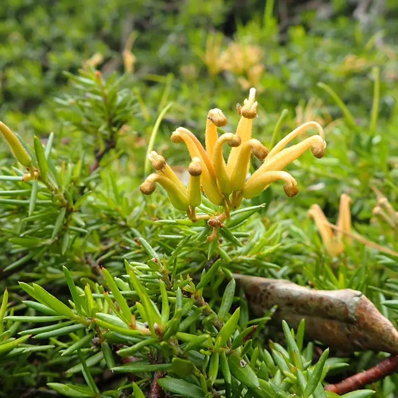 Grevillea prostrata Aurea Pot de 2L/3L