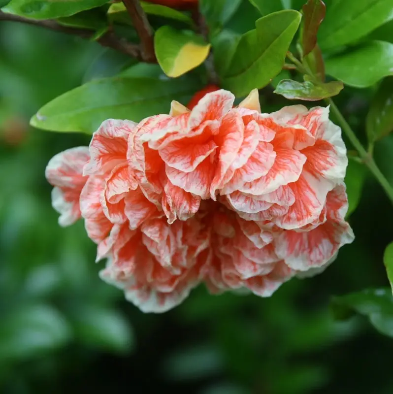 Grenadier à fleurs