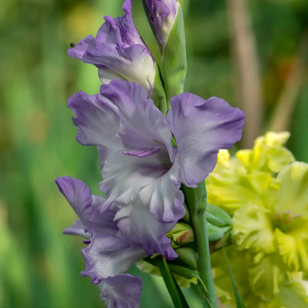 Glaïeul à grandes fleurs Triton Bulbe calibre 12/14 (par 20)