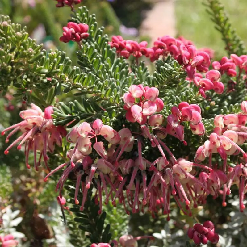 Grevillea lanigera Mount Tamboritha Pot de 2L/3L