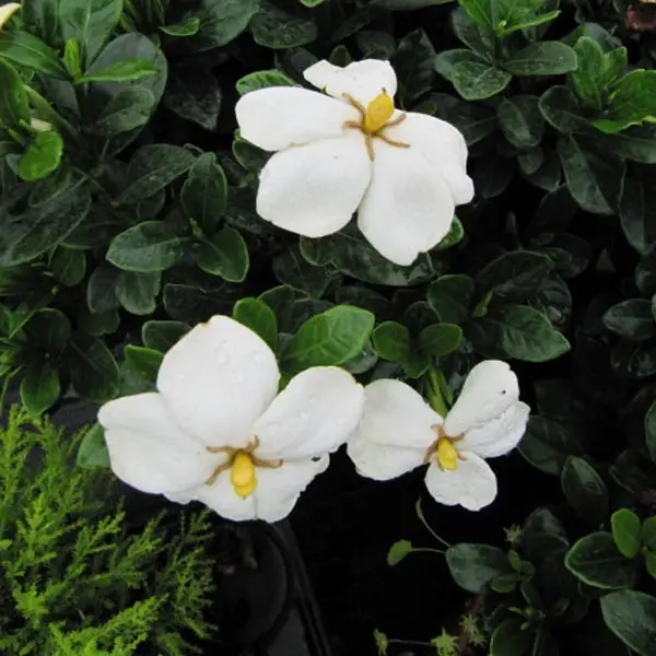 Gardenia jasminoides Kleim’s Hardy Pot de 2L/3L