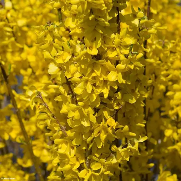 Forsythia intermedia Week