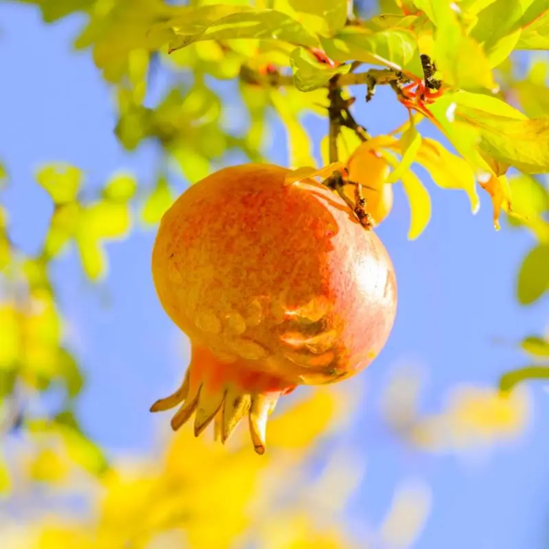 Grenadier nain (Punica granatum ‘Chico’)