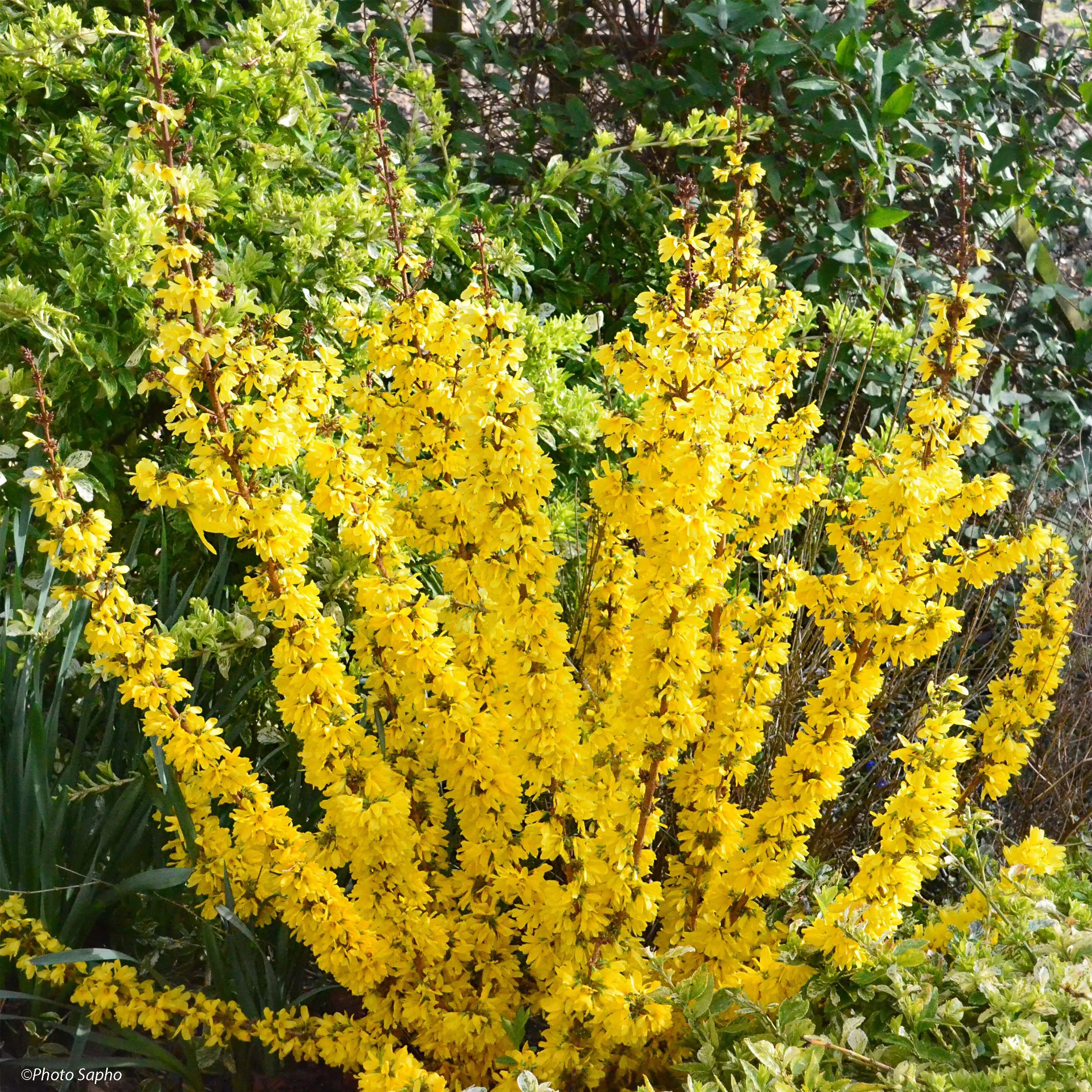 Forsythia Mikador