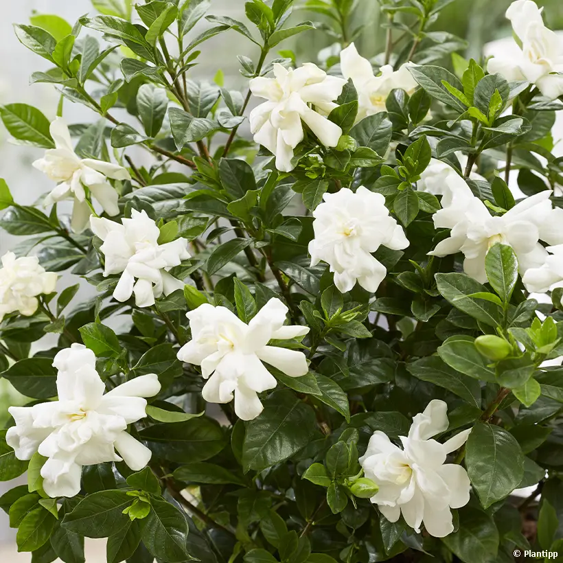 Gardenia jasminoides Double Diamonds Pot de 3L/4L