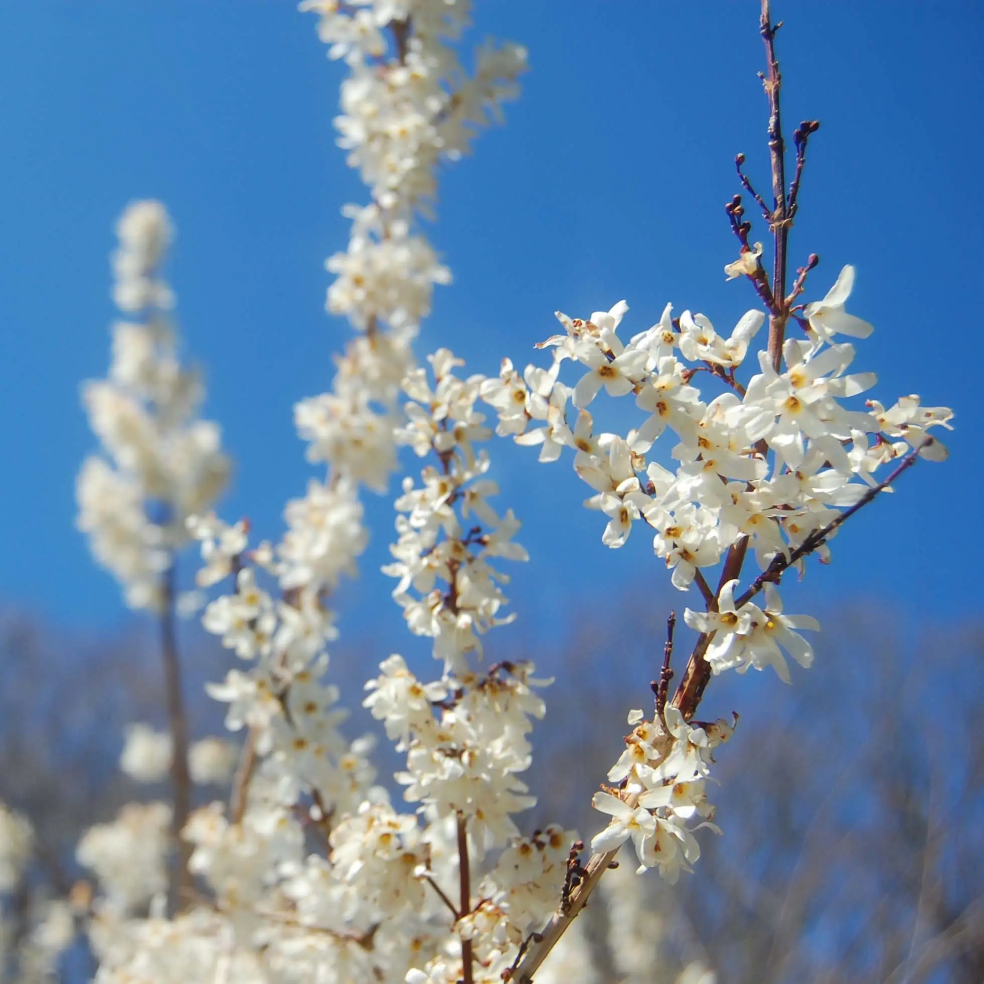 Forsythia blanc de Corée, Abeliophyllum distichum Pot de 4L/5L
