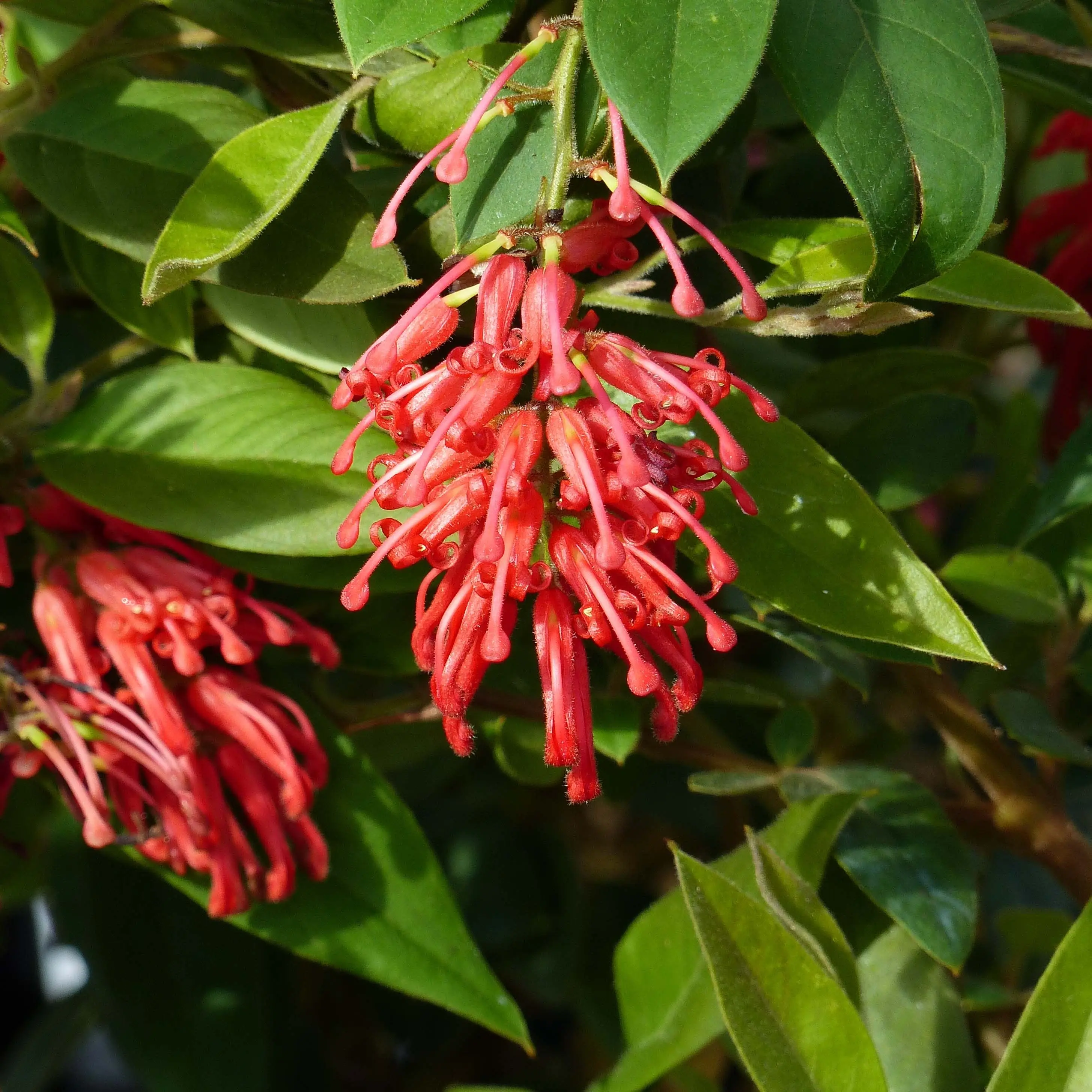 Grevillea rhyolitica Pot de 2L/3L