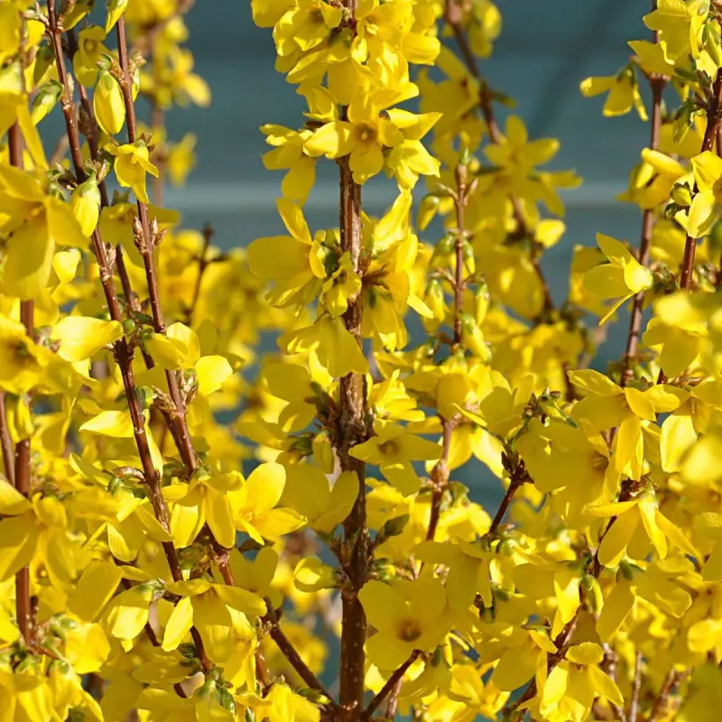 Forsythia Week End® ‘Courtalyn’, Mimosa de Paris à fleurs Jaune