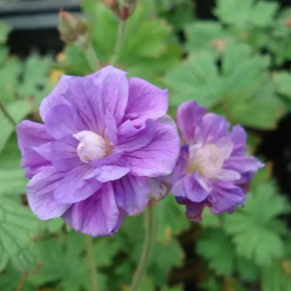 Géranium vivace himalayense Plenum (Birch Double) Godet de 8/9 cm