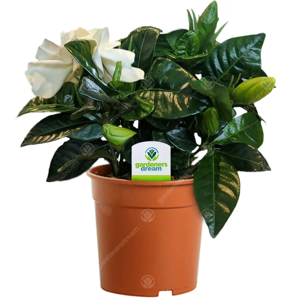 Gardenia Jasminoides