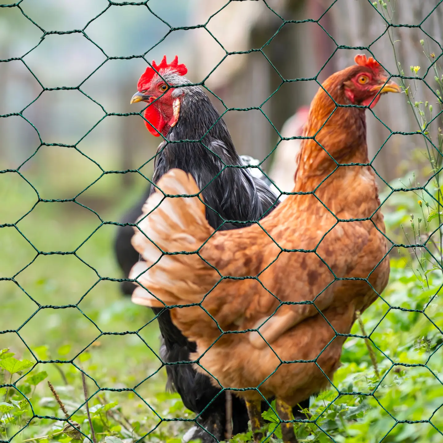 Grillage pour poules vert 1x25M maille 25mm triple torsion clôture souple jardin animaux