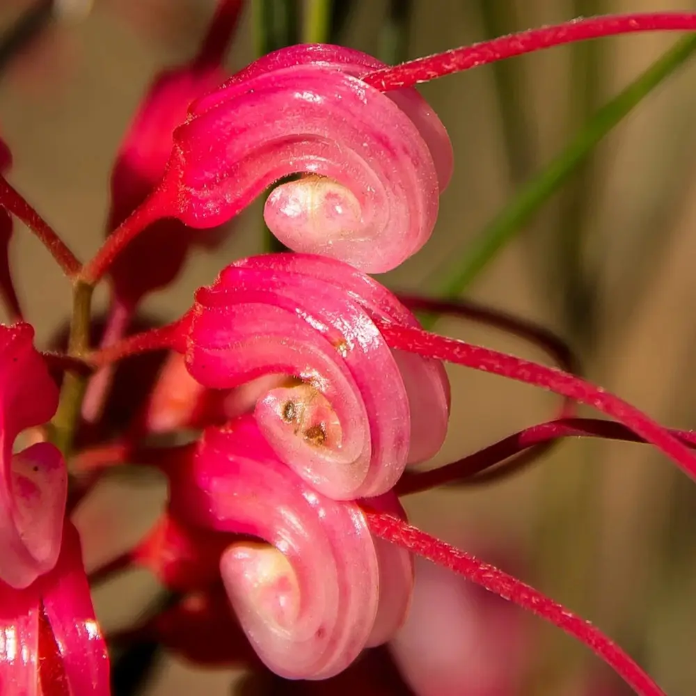 Grévilléa laineux Mount Tamboritha, Grevillea à fleurs Rose