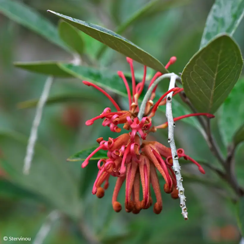Grevillea victoriae Pot de 4L/5L