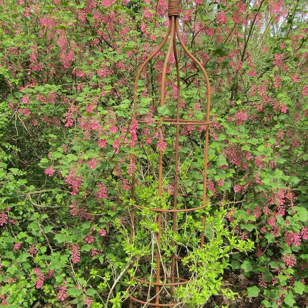Forsythia rose de Corée, Abeliophyllum