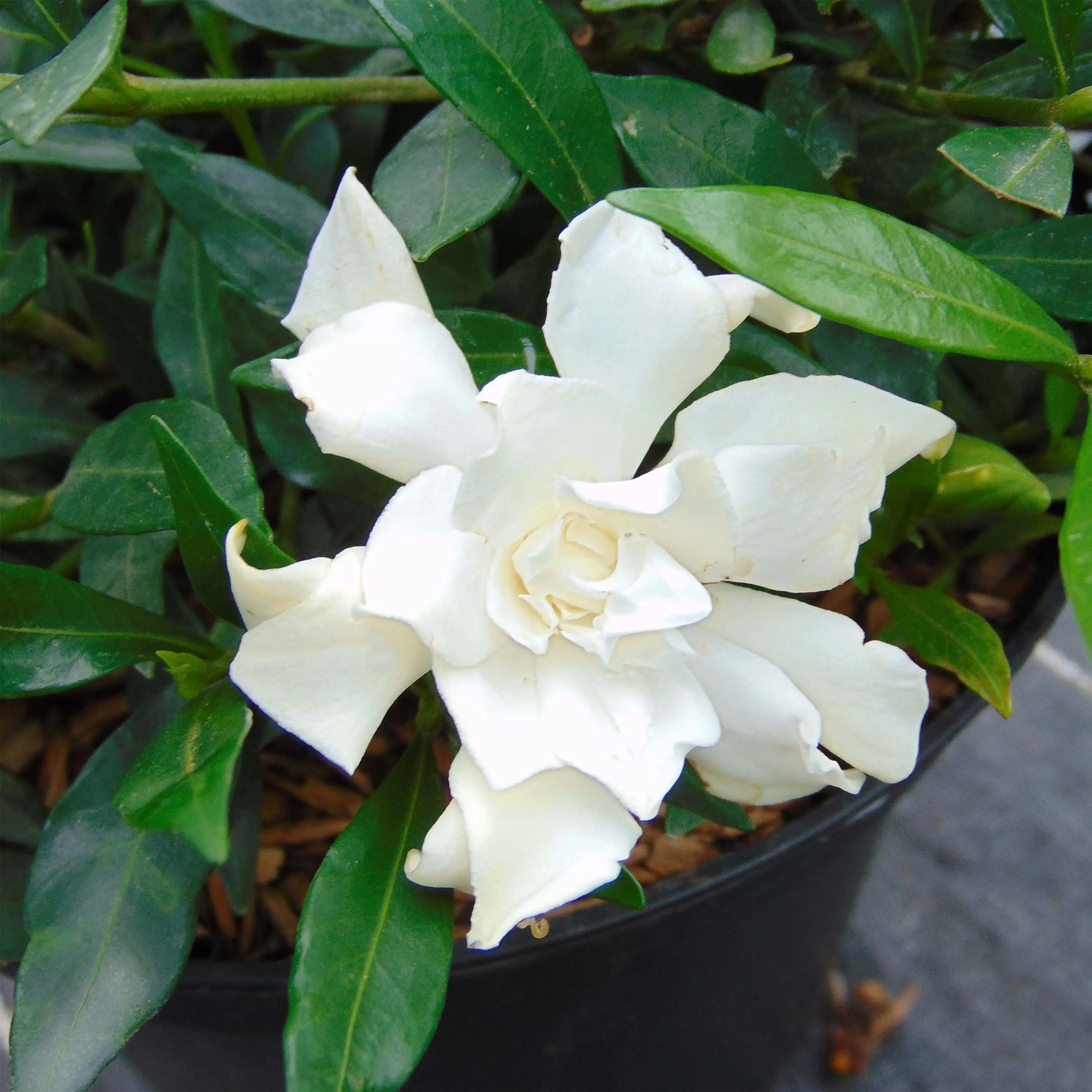 Gardenia jasminoides Perfumed Petticoats Pot de 2L/3L