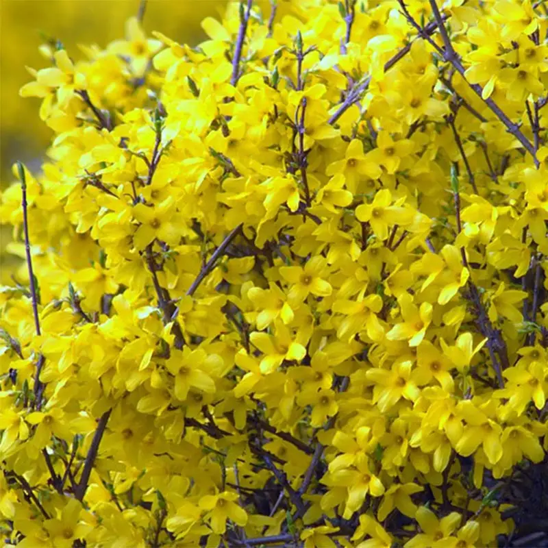 Forsythia Mêlée d’Or