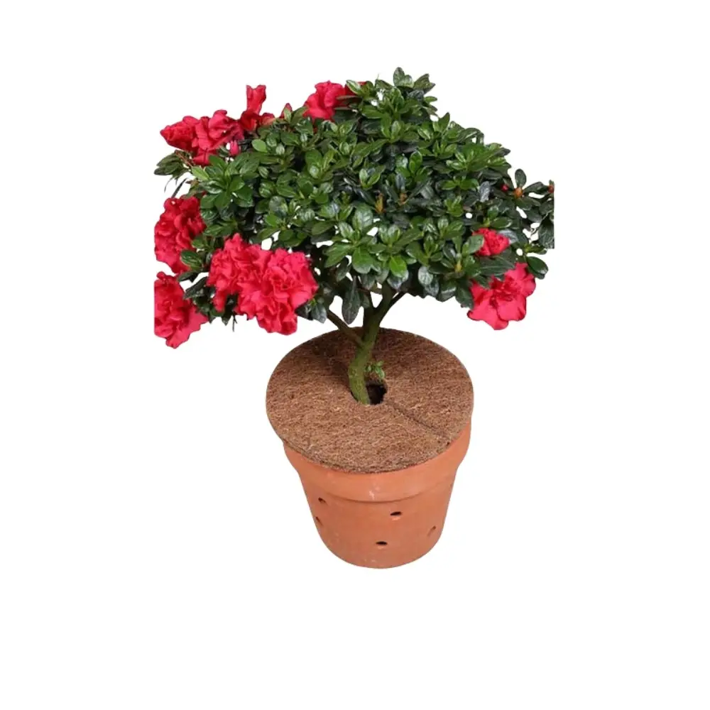 Lot de 3 tapis de protection pour arbres en fibre de coco (30 cm) MCBOSON