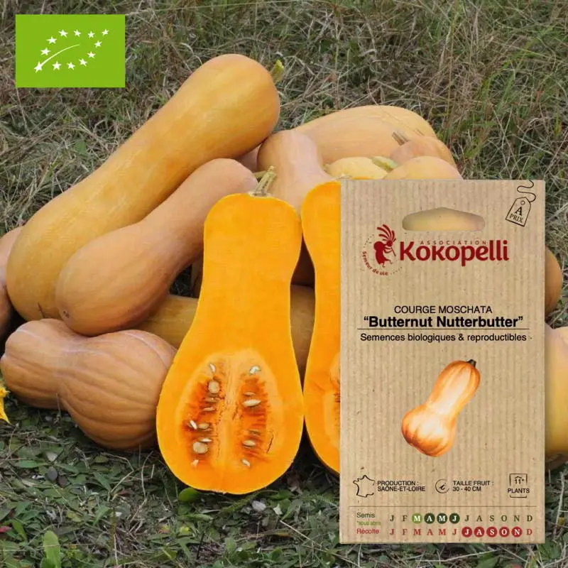 Courge Moschata Butternut Nutterbutter