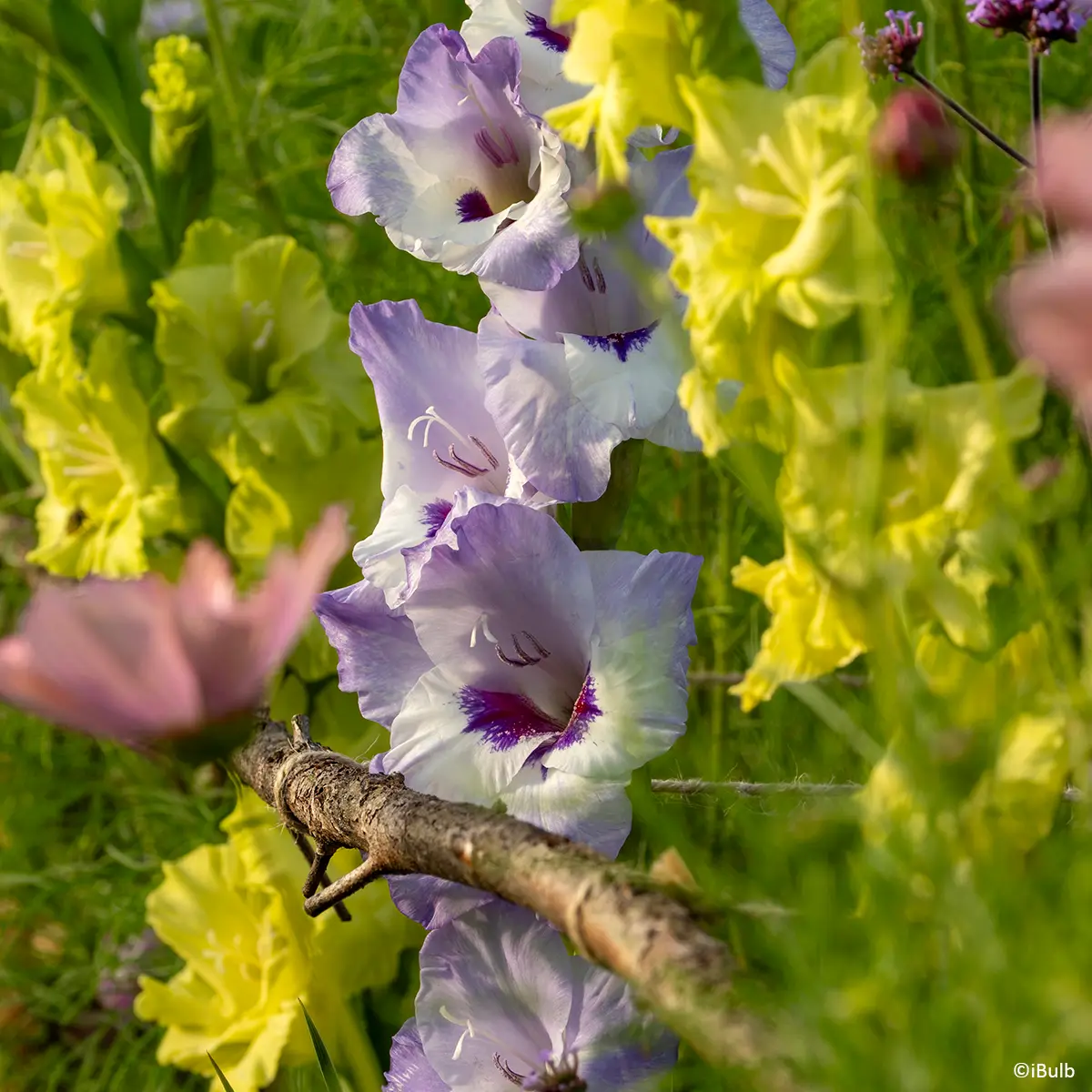 Glaïeul à grandes fleurs Vista Bulbe calibre 14+ (par 20)