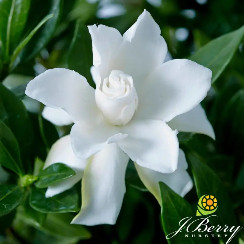 Gardenia Celestial Star® ‘PS