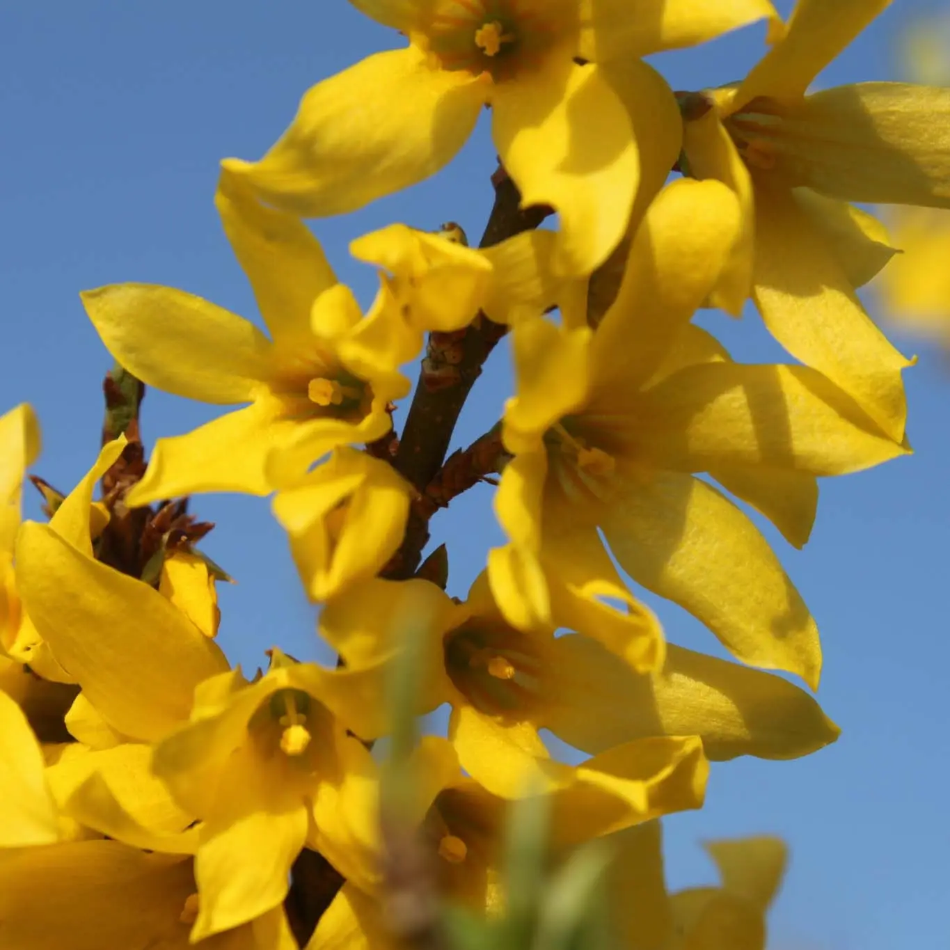 Forsythia Marée d’Or