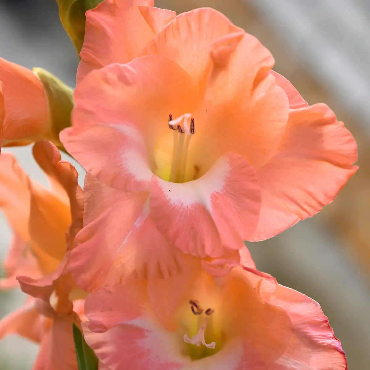 Glaïeul à petites fleurs Glamini Lia Bulbe calibre 8+ (par 20)