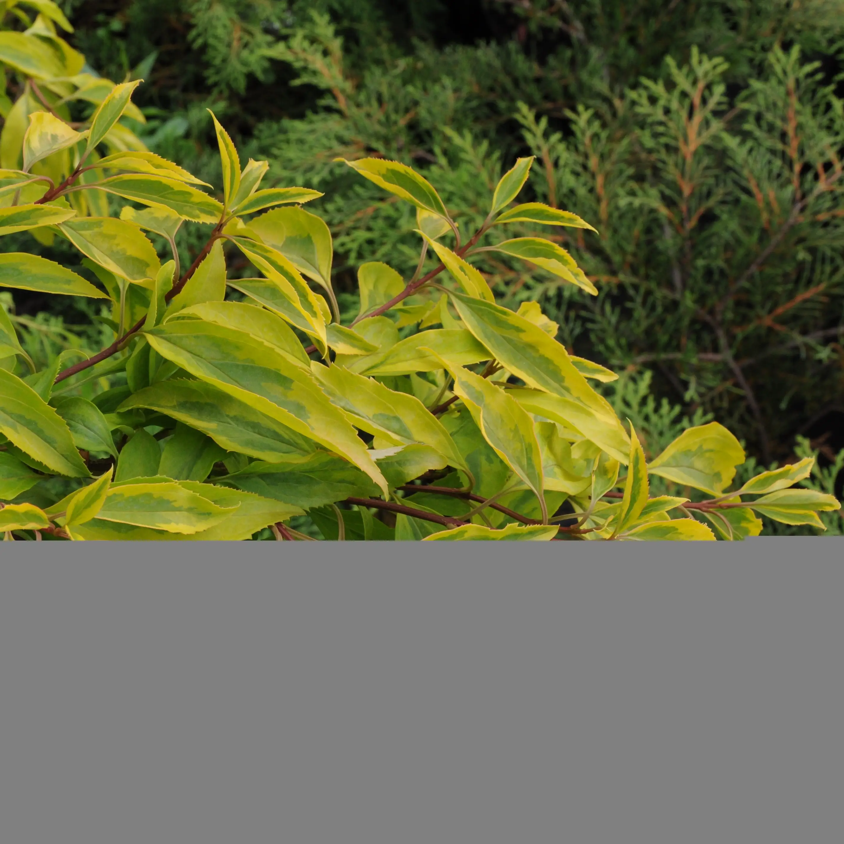 Forsythia intermedia Golden Times