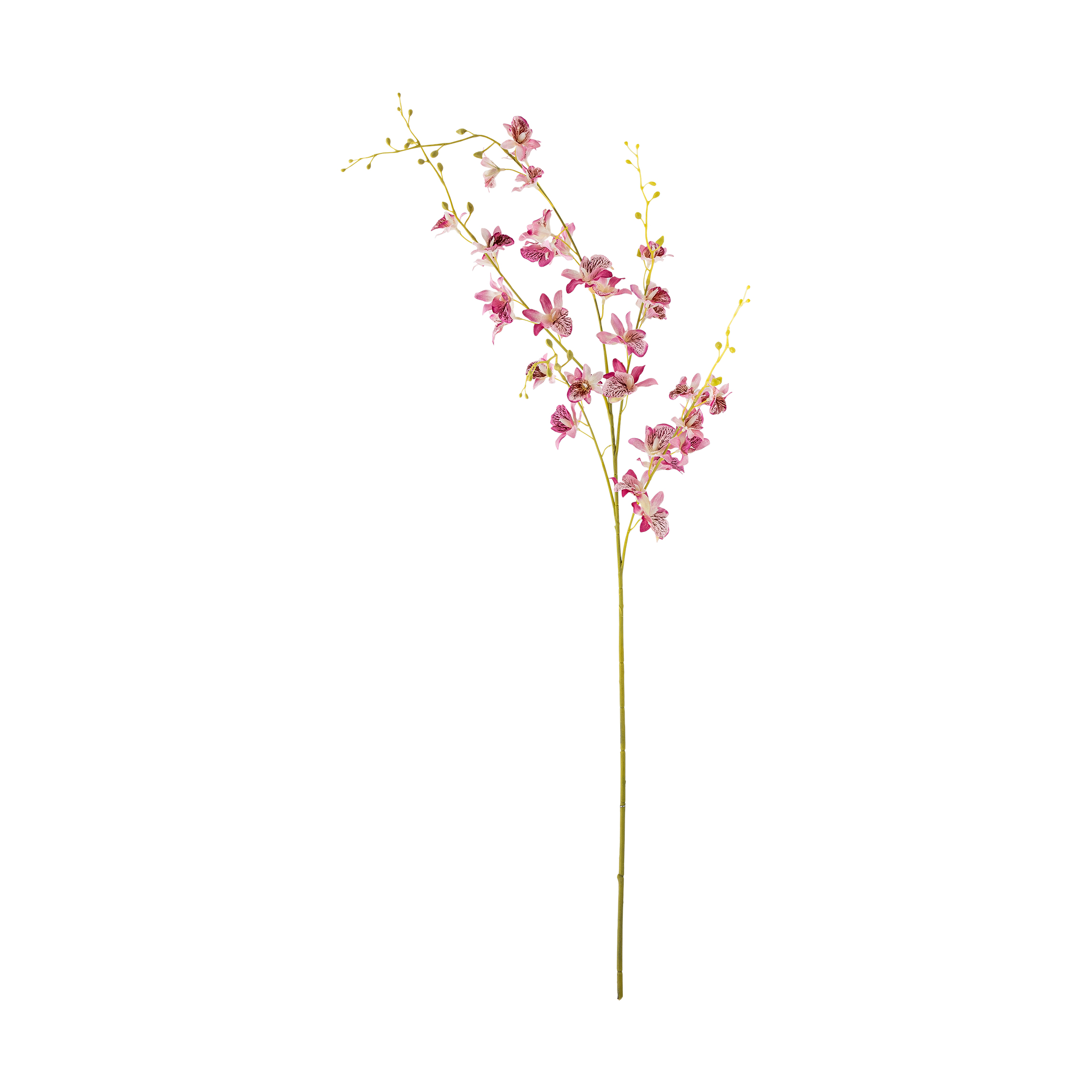 Orquídea de cera Stem.jq{font-size:18px}Pink