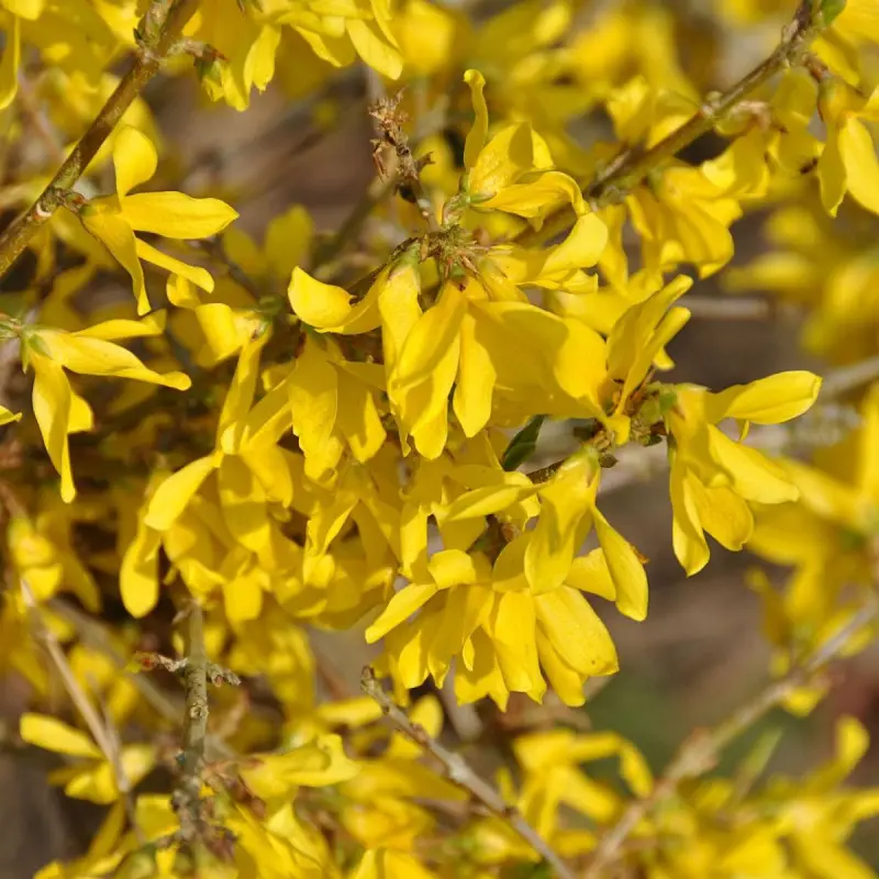 Forsythia Marée d’Or® ‘Courtasol’, Mimosa de Paris à fleurs Jaune