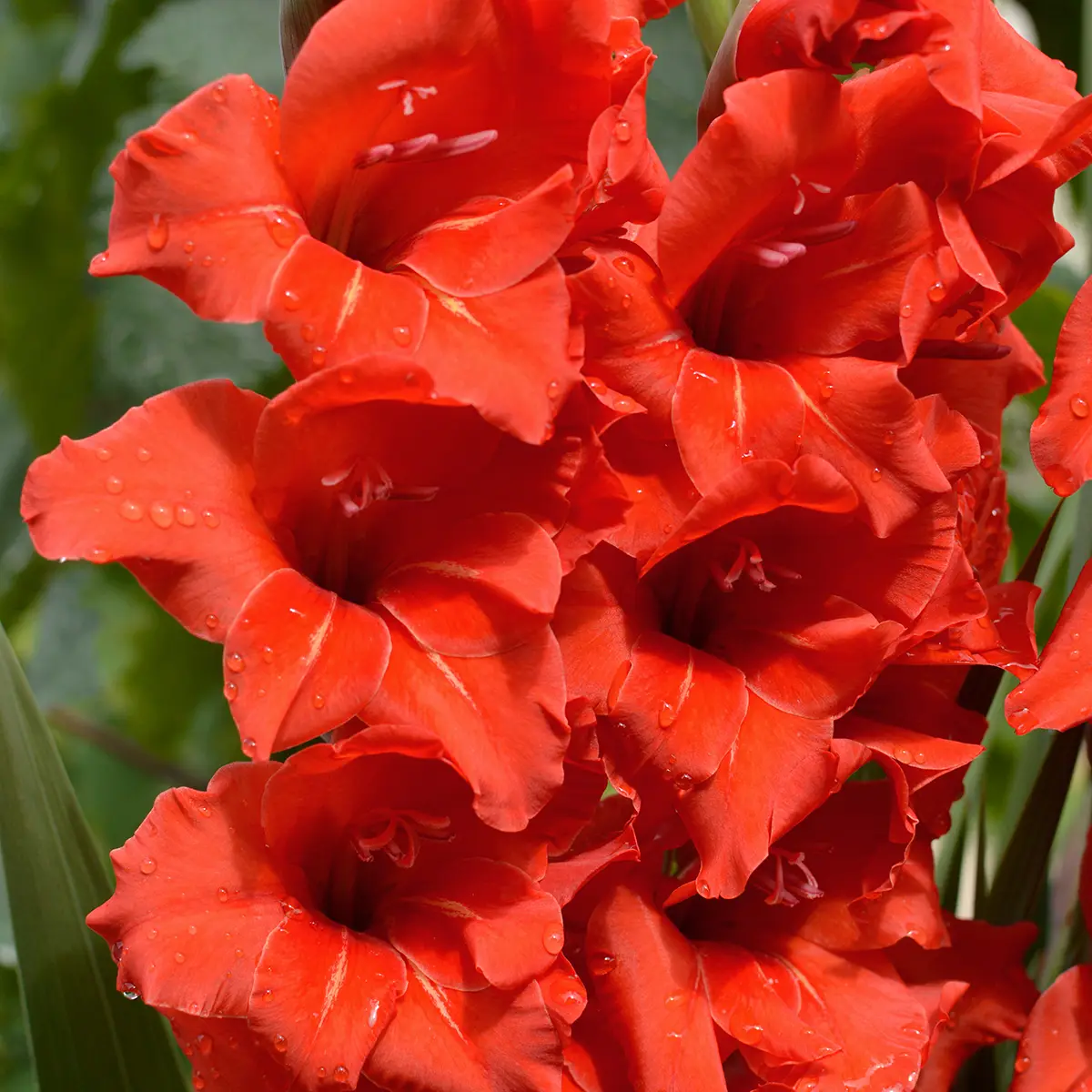 Glaïeul à petites fleurs Gladdies Peter Bulbe calibre 8+ (par 20)