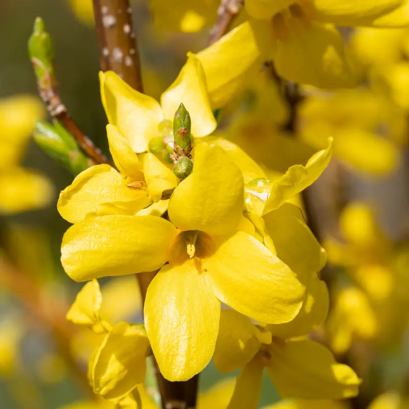 Forsythia Week