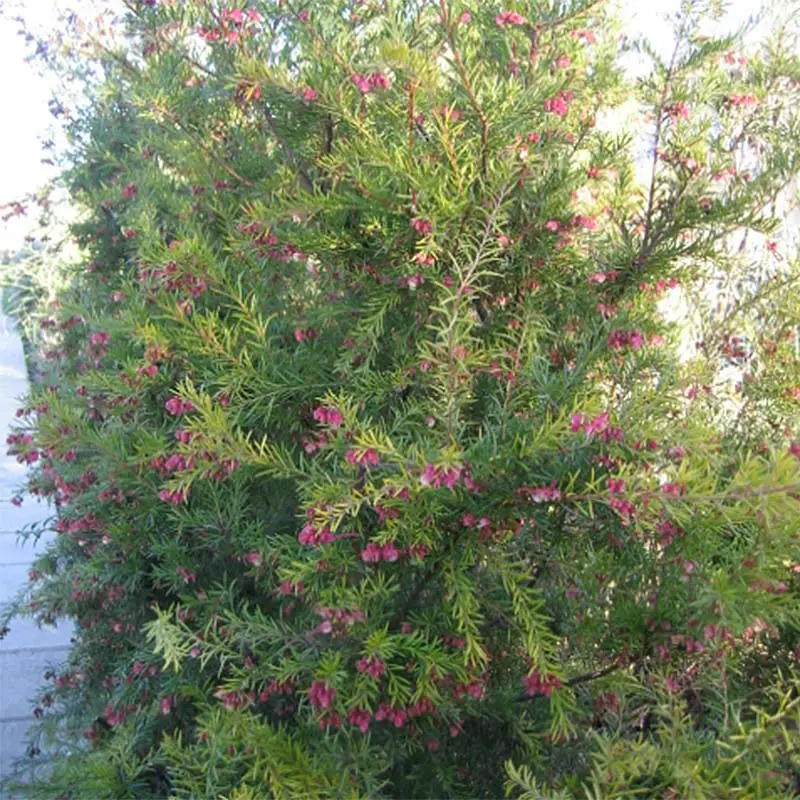 Grevillea rosmarinifolia Rosa Jenkinsii Pot de 3L/4L