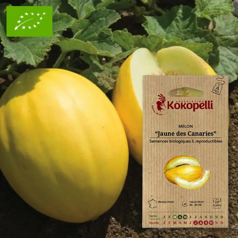 Melon Jaune des Canaries