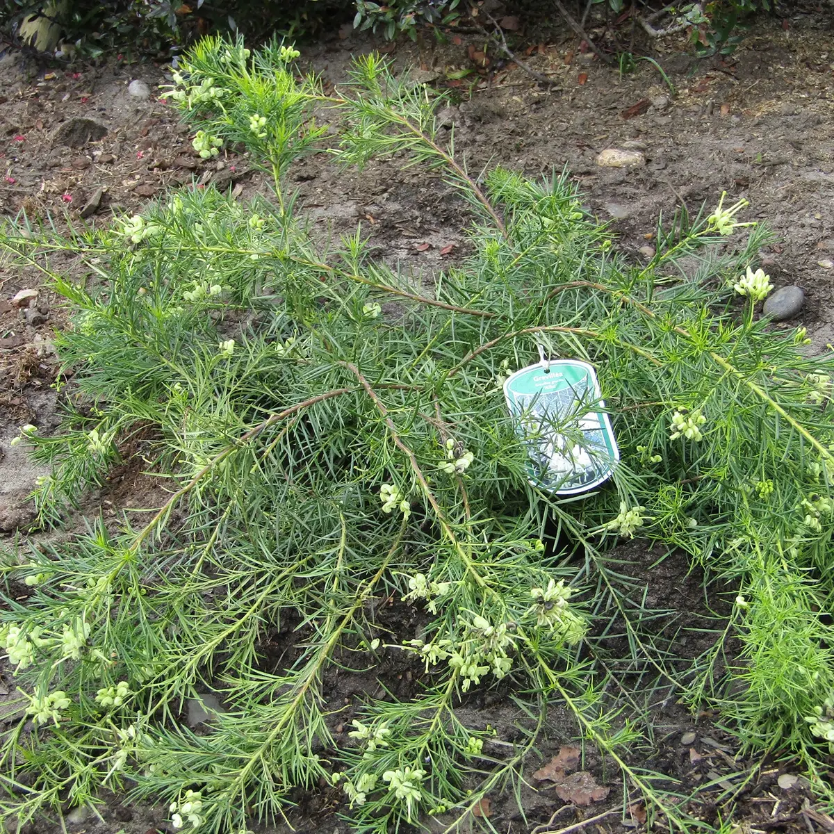 Grevillea gracilis Alba Pot de 7,5L/10L