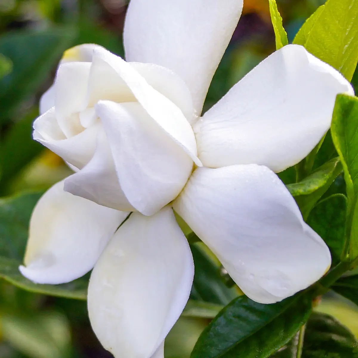 Gardenia jasminoides Summer Snow Pot de 3L/4L