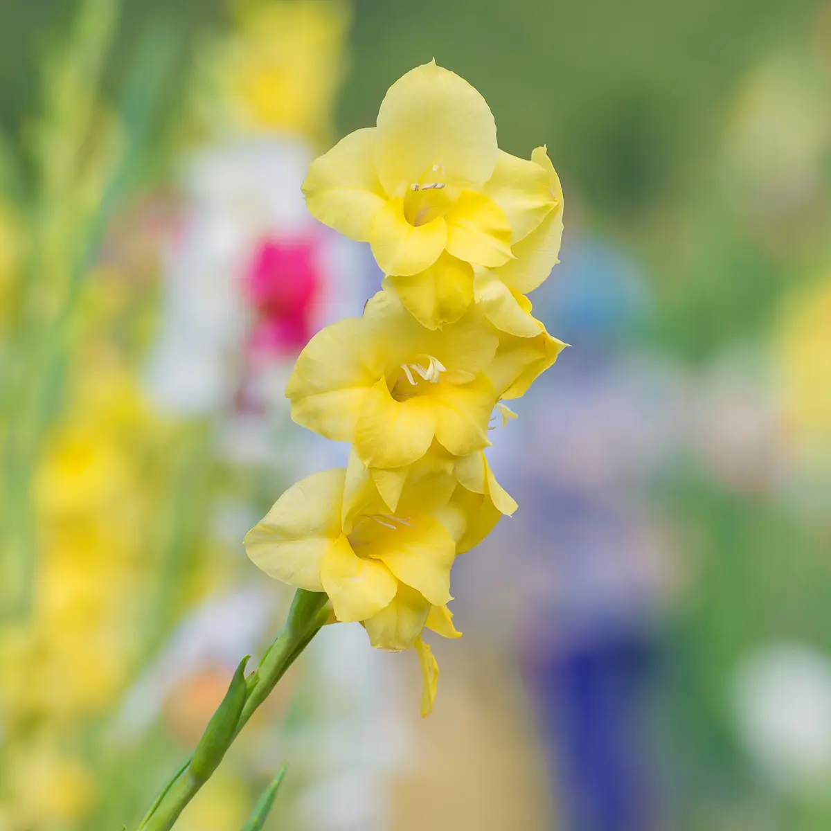 Glaïeul à grandes fleurs Yellowa Bulbe calibre 12/14 (par 20)