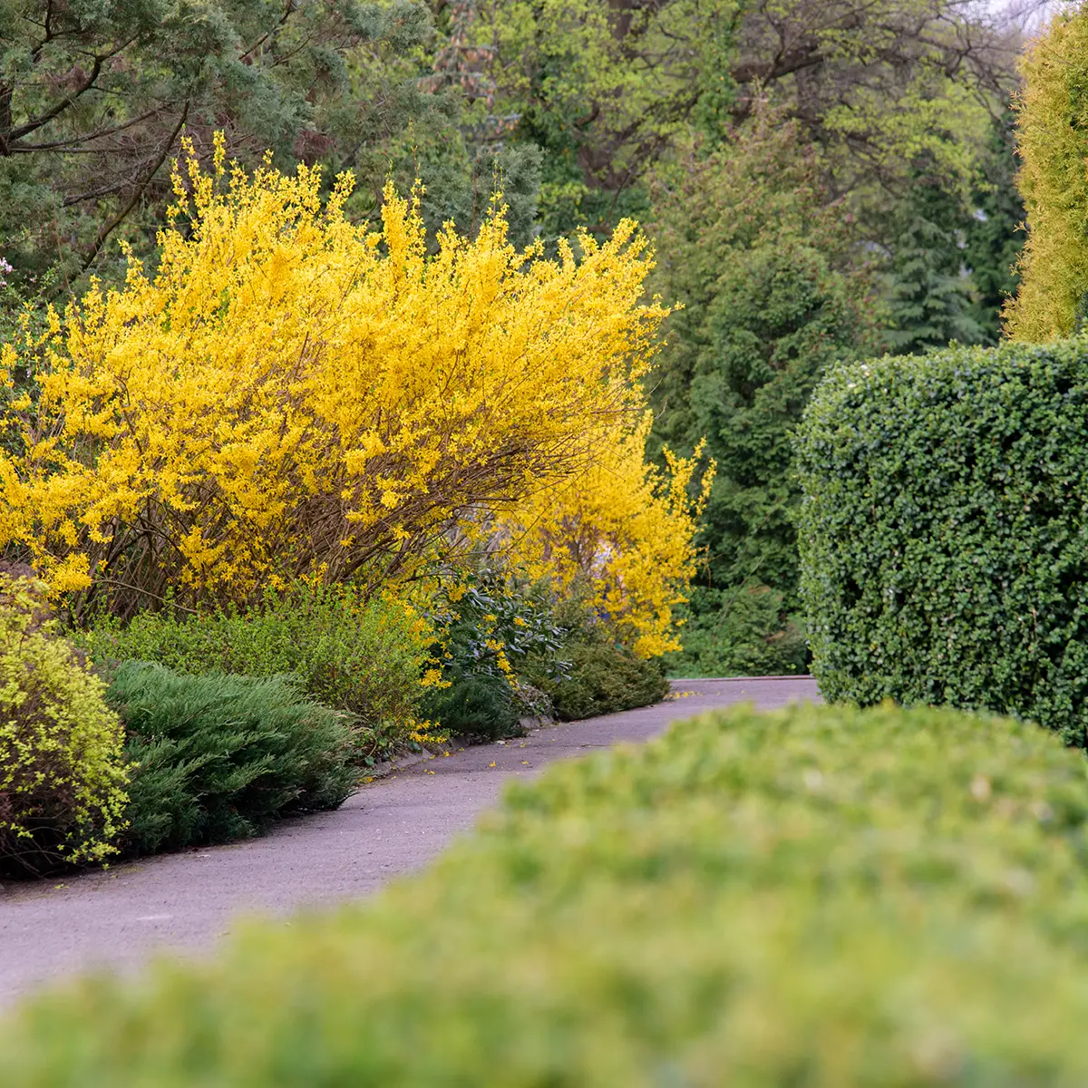 Forsythia intermedia Forbeesia
