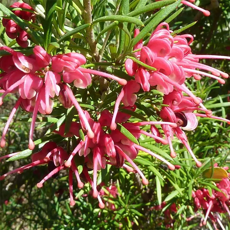 Grevillea rosmarinifolia Pot de 2L/3L