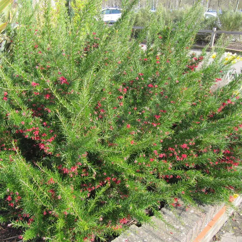 Grevillea juniperina Canberra Gem Pot de 2L/3L