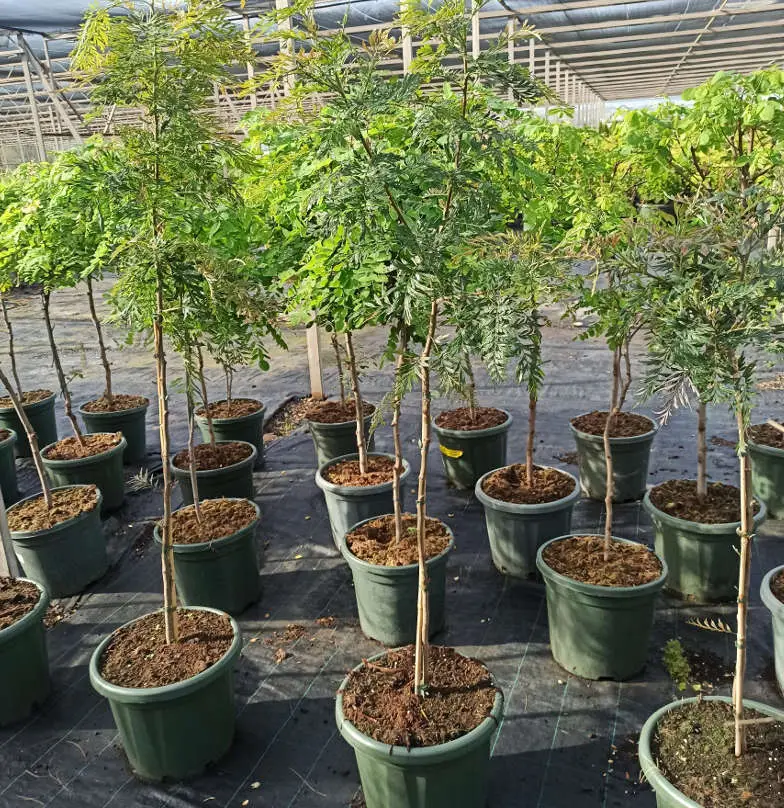 Grevillea robusta Pot de 25L