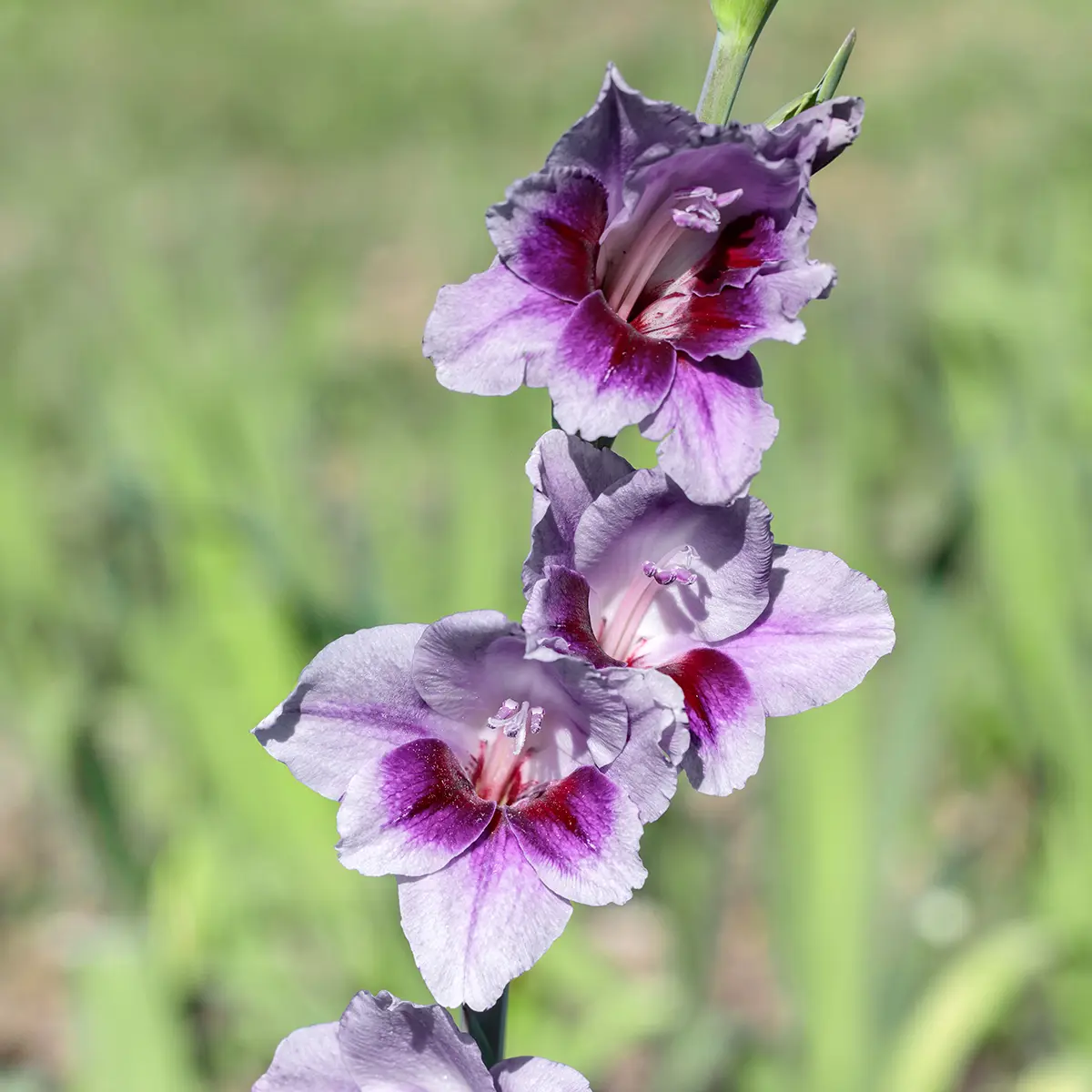 Glaïeul à petites fleurs Glamini Tina Bulbe calibre 8+ (par 20)