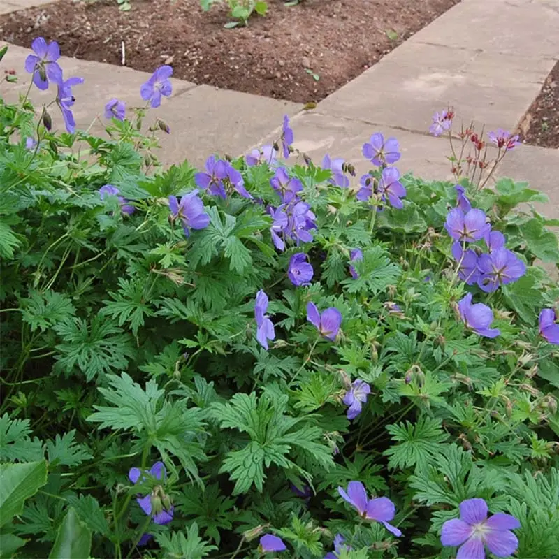 Geranium vivace himalayense Gravetye