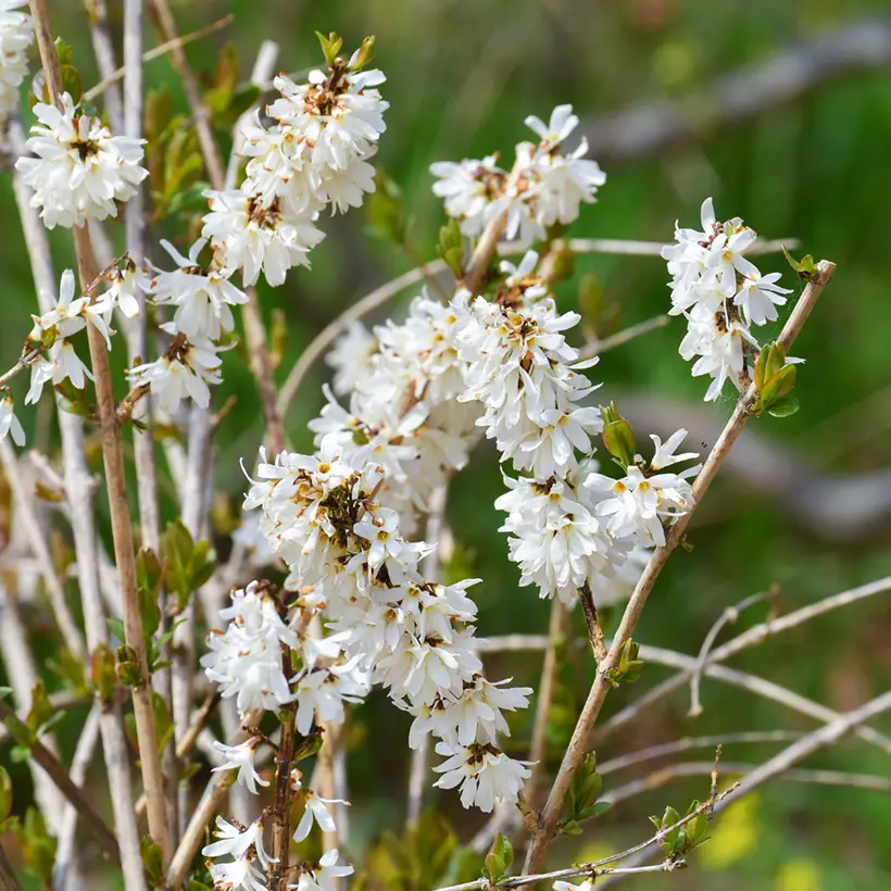Forsythia blanc de Corée, Abeliophyllum distichum Pot de 2L/3L