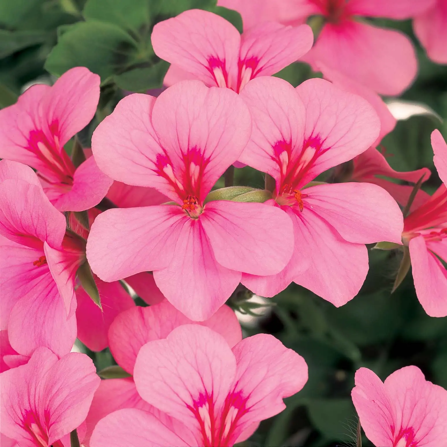 Géranium lierre Rainbow Pink Light