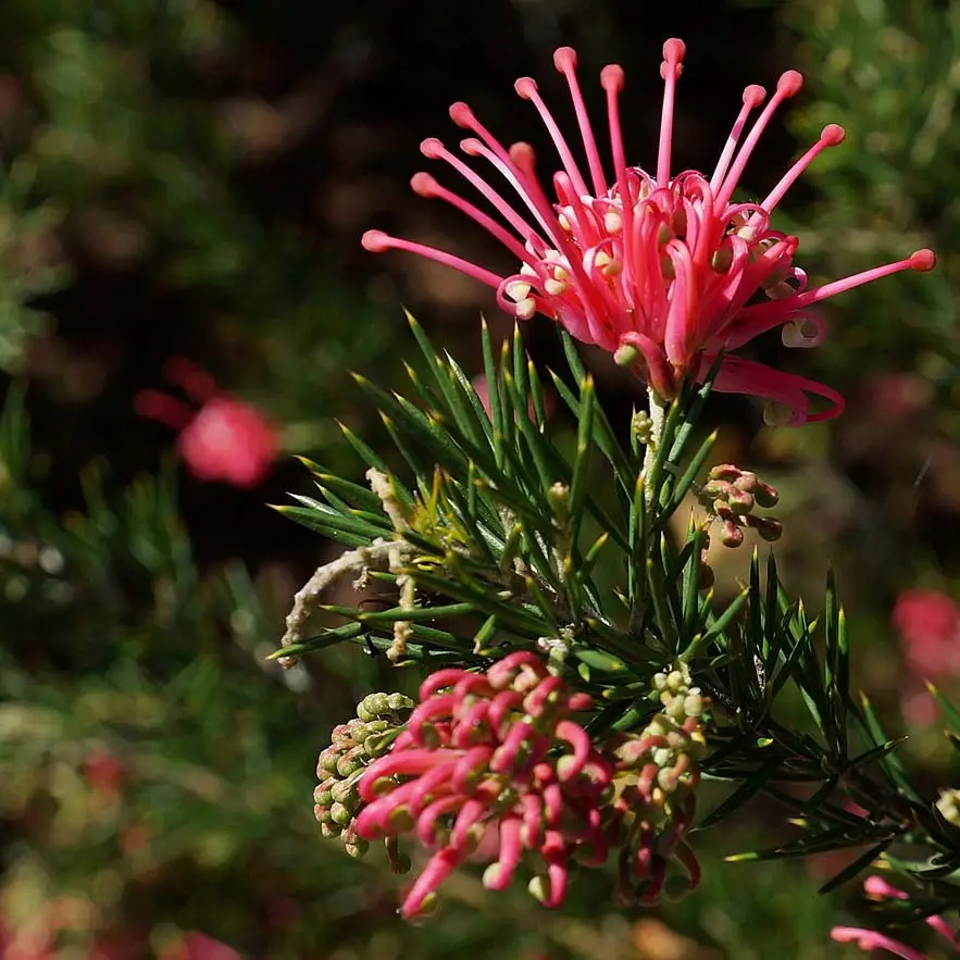 Grevillea juniperina Pot de 2L/3L