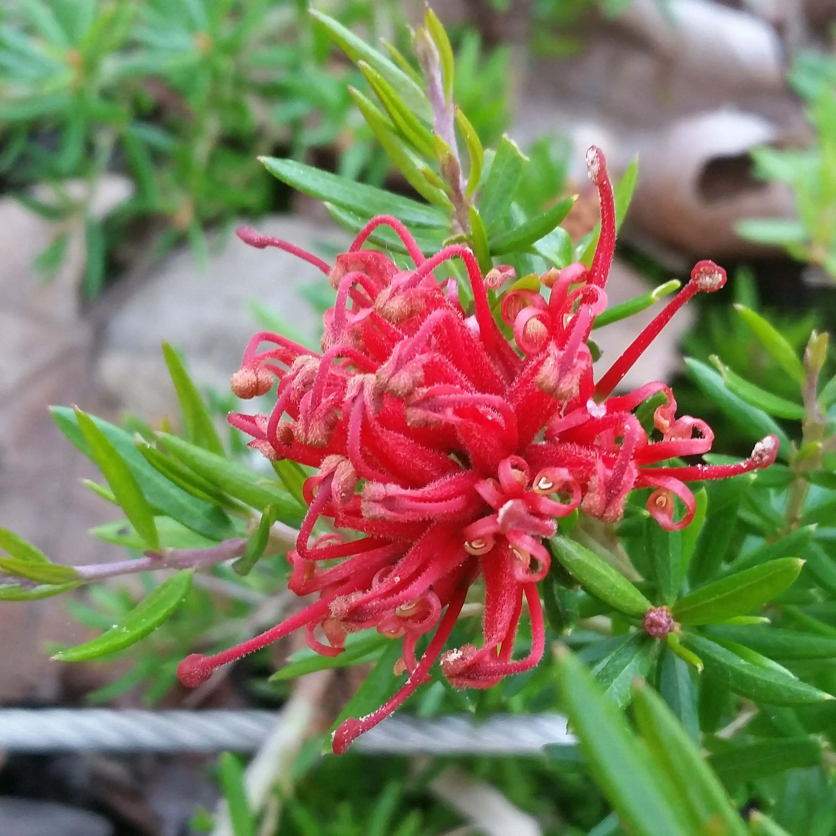 Grevillea juniperina New Blood Pot de 2L/3L