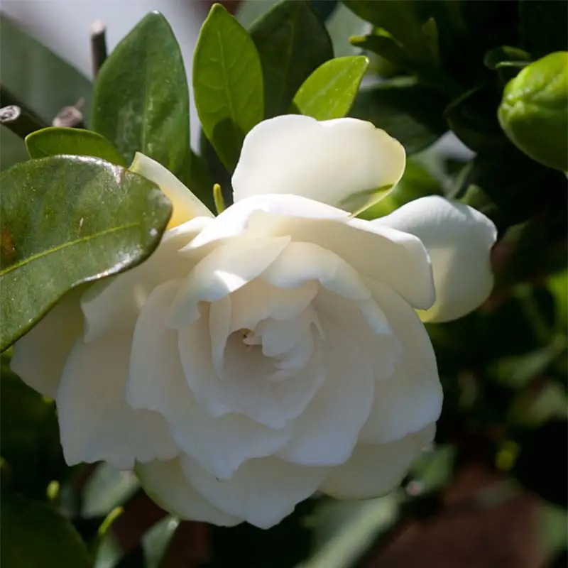 Gardenia jasminoides Double Mint Pot de 2L/3L